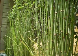 large-equisetum japonicum 18cm